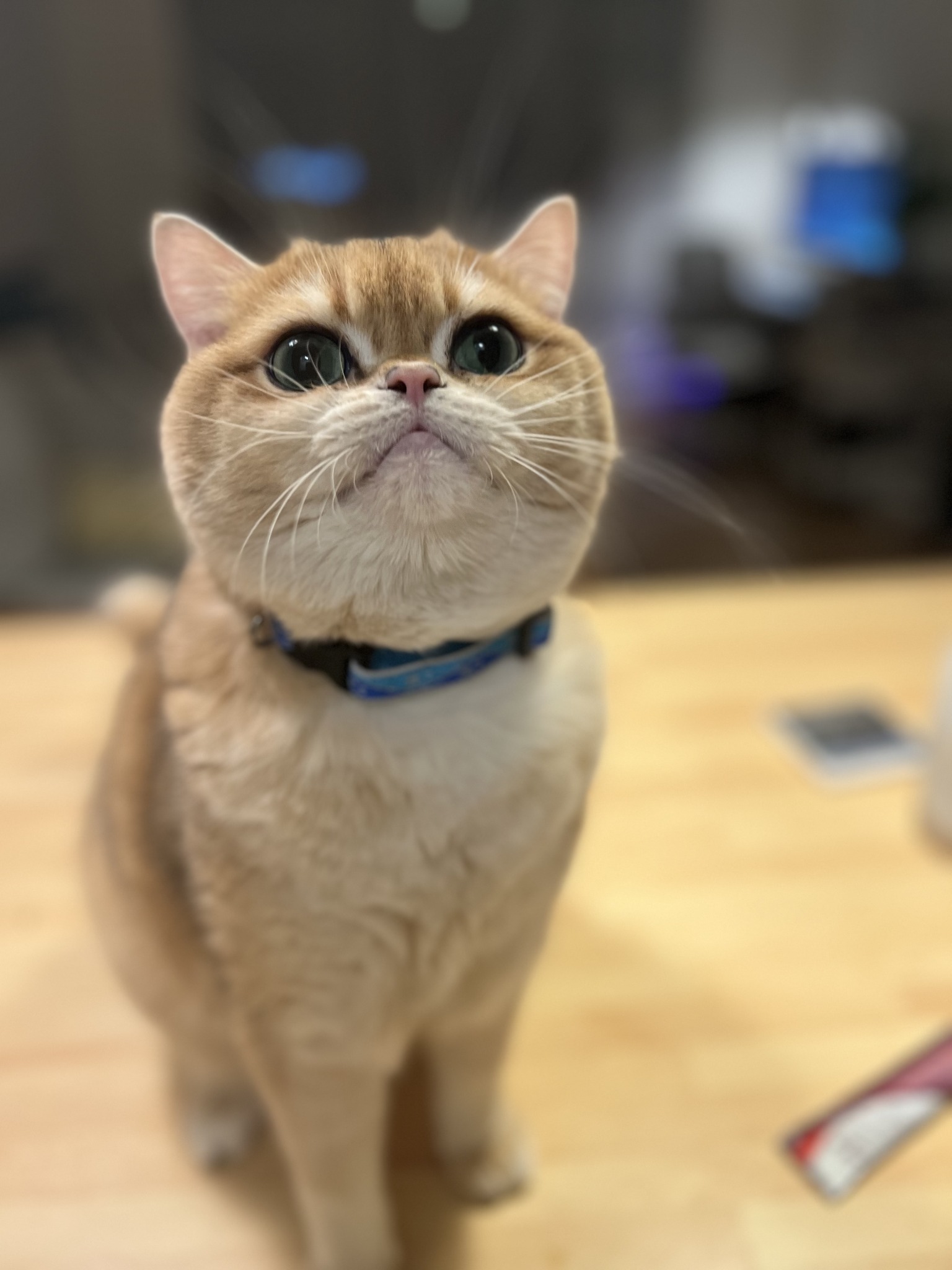 The group cat
